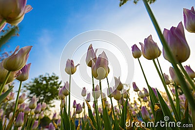 Pink tulip bloom in the spring Stock Photo